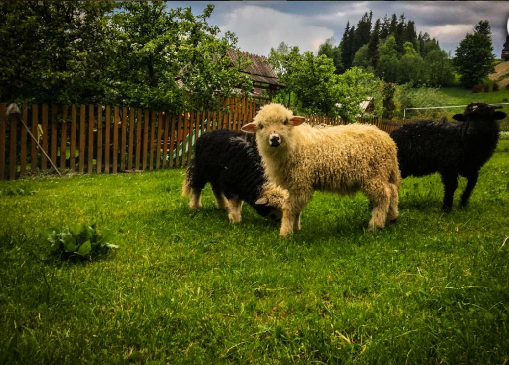 فيلا Agrotatry U Stachy بوكافينا تترايسكا المظهر الخارجي الصورة